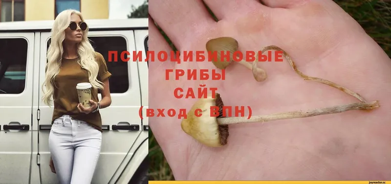 как найти закладки  Павлово  Псилоцибиновые грибы Psilocybine cubensis 